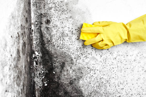 Best Black Mold Removal  in Huntsville, TX