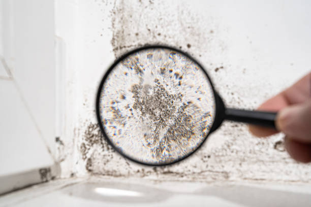 Best Air Quality Testing for Mold Spores  in Huntsville, TX